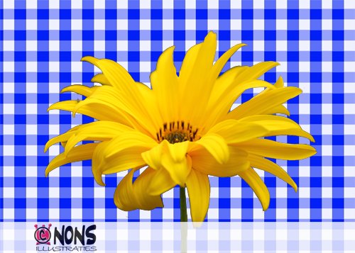 Bloem