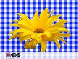 Bloem.jpg
